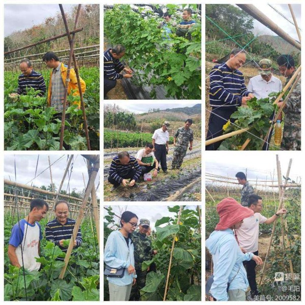 海南省農業科學院研究員、生態科技特派員吉訓聰到田間地頭指導苦瓜種植戶