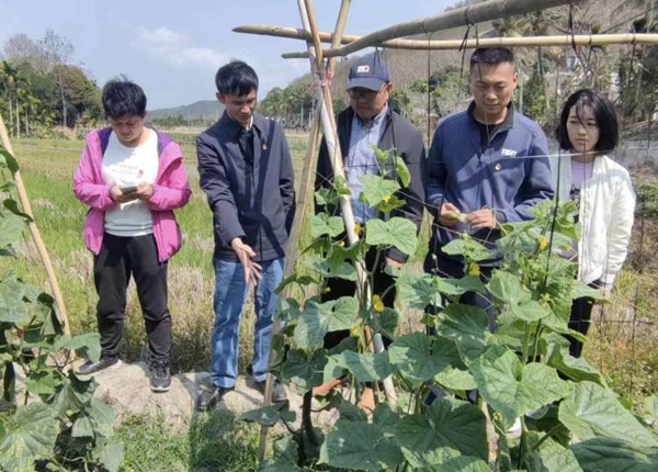 中國熱帶農業科學院分析測試中心助理研究員、生態科技特派員范瓊，張群，田海到田間地頭指導青瓜種植戶