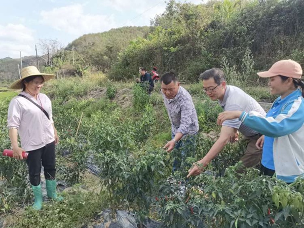 農業科技110通什服務站站長、生態科技特派員汪承好到田間地頭指導朝天椒種植戶