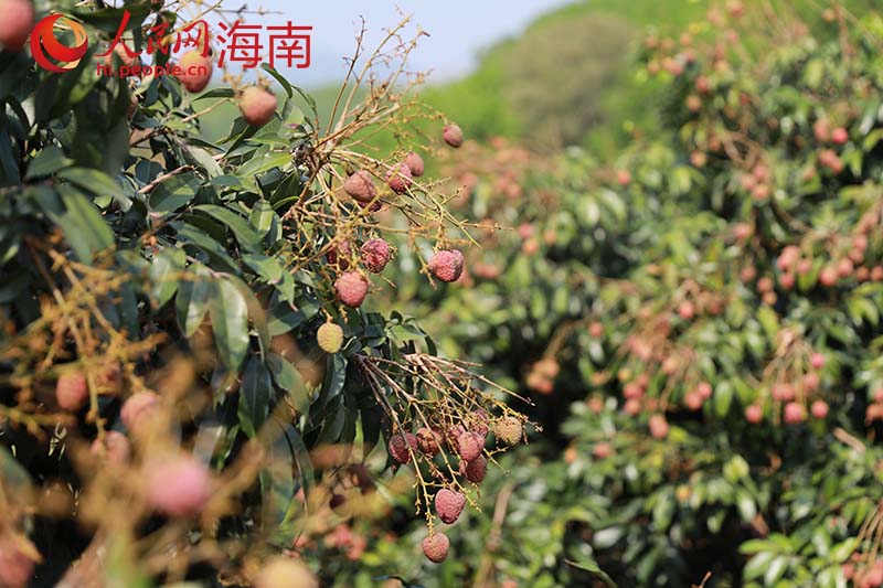 青紅相間的“桂花香”荔枝掛滿枝頭。 人民網 孟凡盛攝