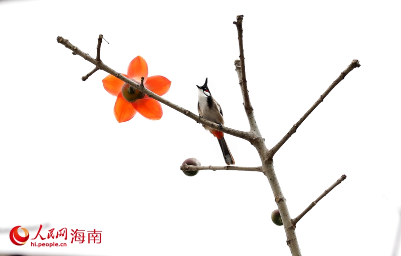 鳥兒在枝頭嬉戲。人民網 符武平攝 