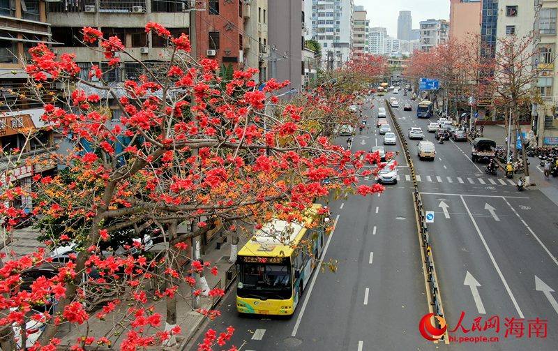 五指山路的木棉花競相開放。人民網(wǎng) 符武平攝