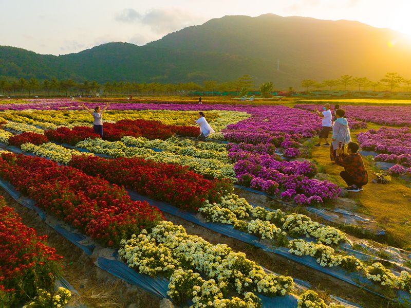 游人在花田拍照打卡。南京農(nóng)業(yè)大學(xué)三亞研究院菊花團隊供圖