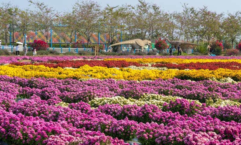 美不勝收的春日菊花。南京農業大學三亞研究院菊花團隊供圖