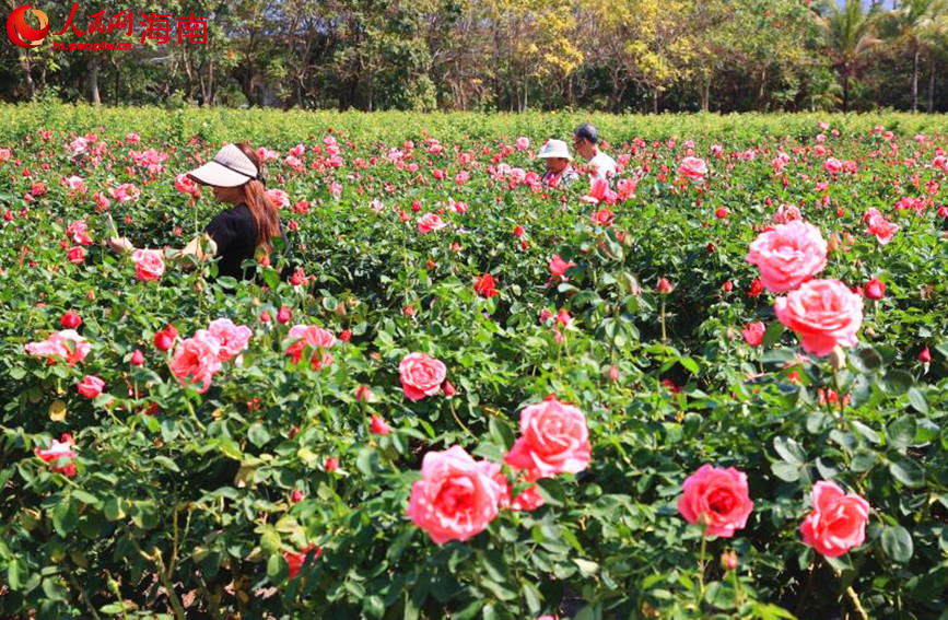 游客在花叢中游玩。人民網 牛良玉攝