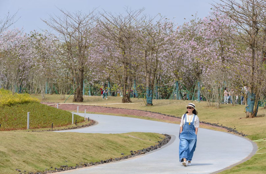 人們從海口西秀公園盛開的春花下經(jīng)過。王實攝