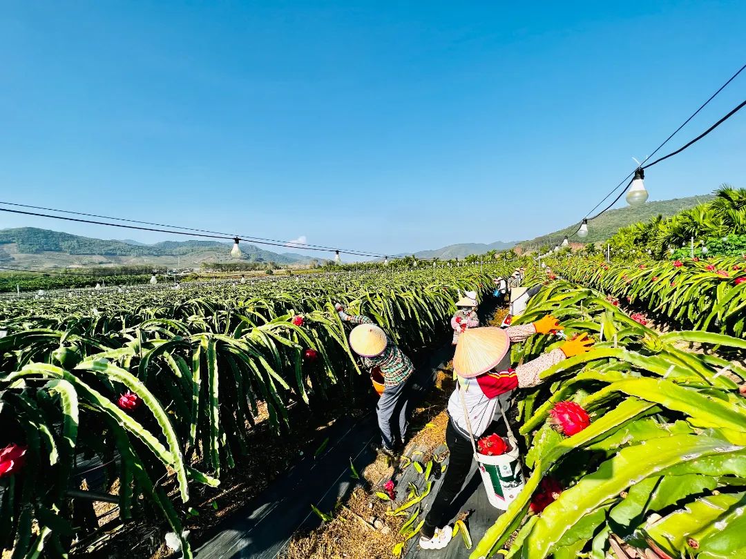 海南省東方市火龍果種植基地里，村民正在采收火龍果。平關文攝