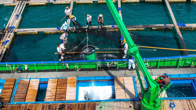 章雄魚苗出口。海口秀英邊檢站供圖