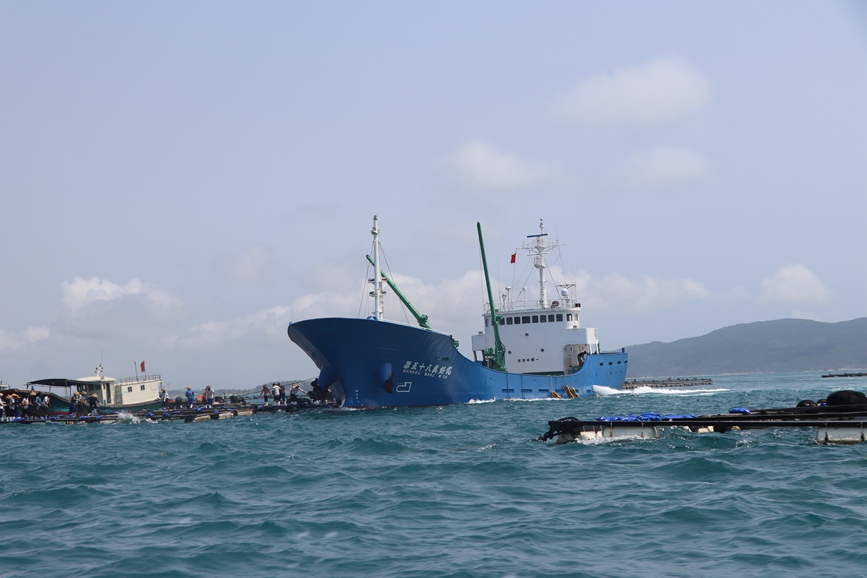 魚苗船。清瀾海事局供圖