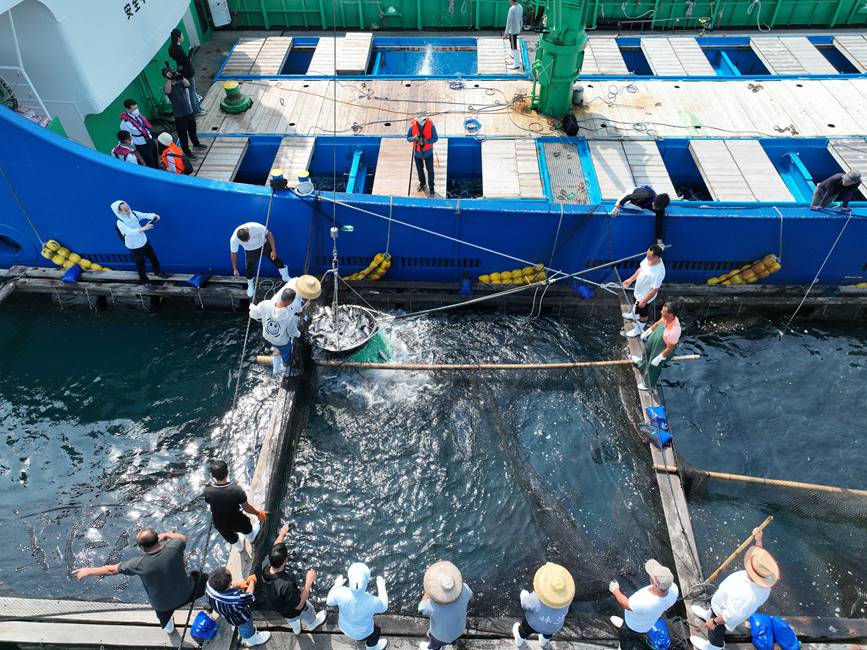 魚苗船正在裝載魚苗。清瀾海事局供圖