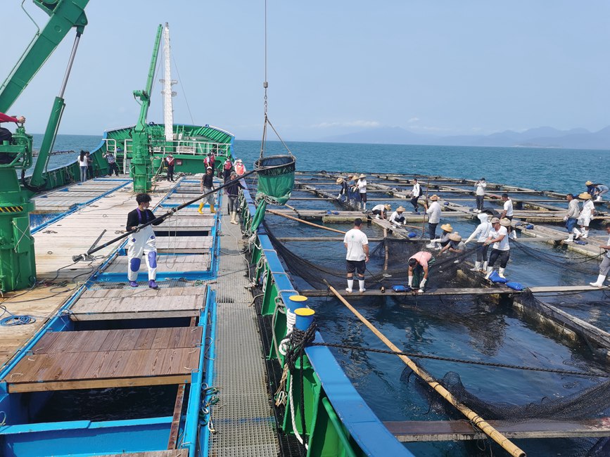 魚苗船正在裝載魚苗。清瀾海事局供圖