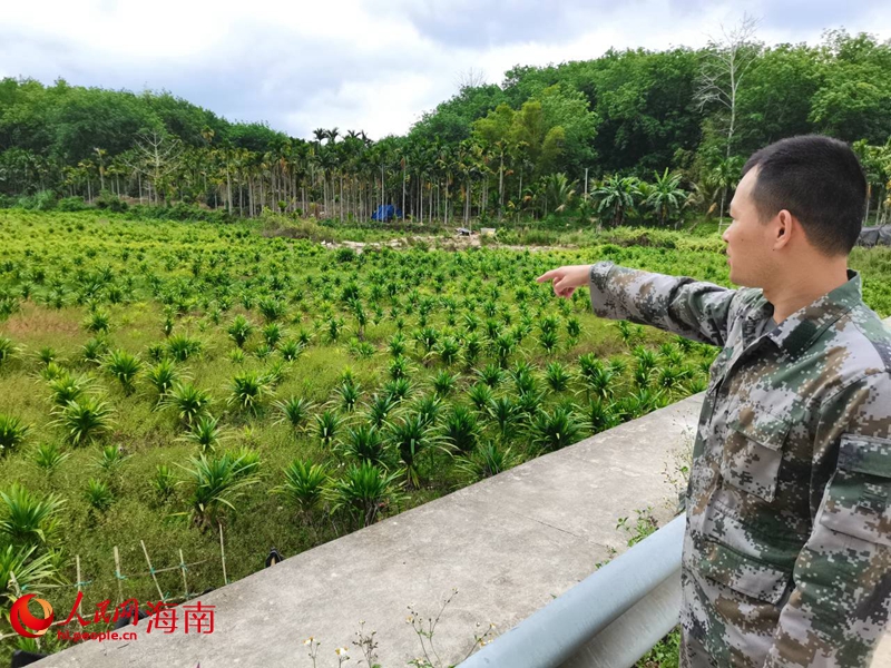 堅固村里的斑斕地。人民網 毛雷攝