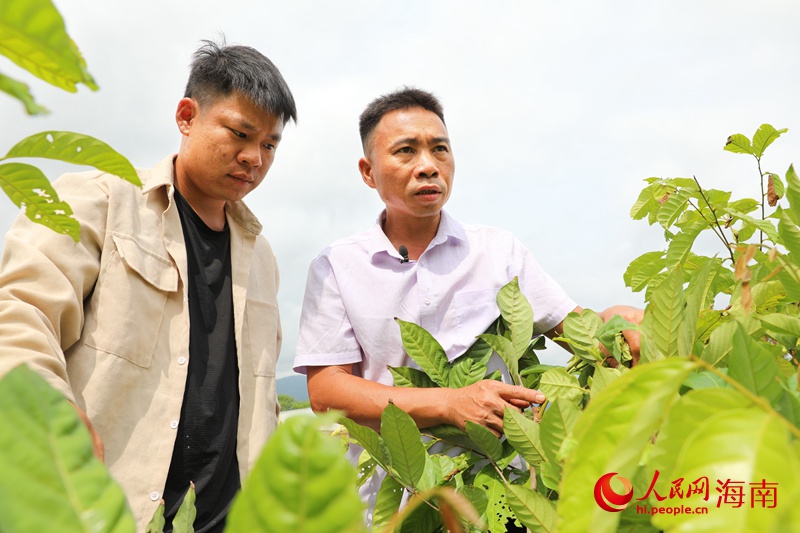 陳波在田間指導返鄉青年種植紅毛丹。人民網 符武平攝