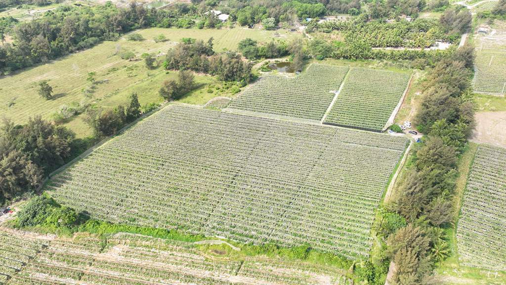 黑皮冬瓜種植地。唐春霞攝