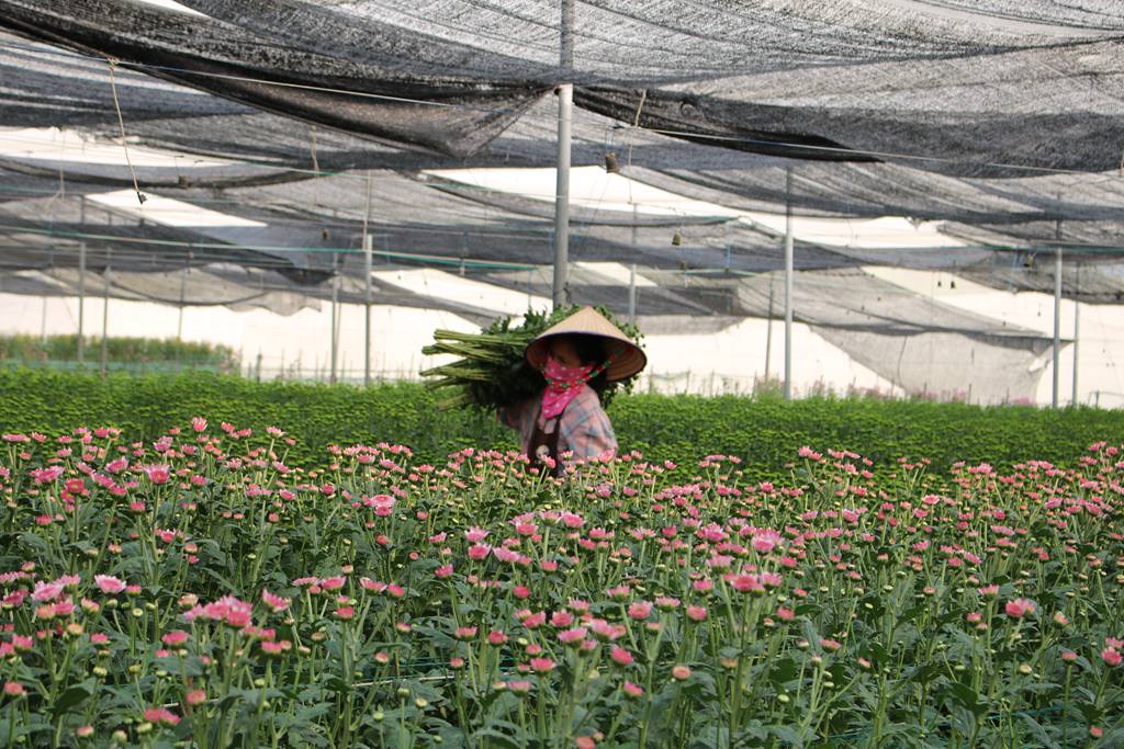 工人忙著采收菊花。李才智攝