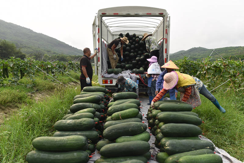 4月13日，工人將采收的冬瓜搬運上車。 林小丹攝