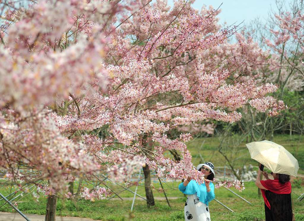 熱帶櫻花如期綻放，吸引游客前來拍照打卡。冼賀攝