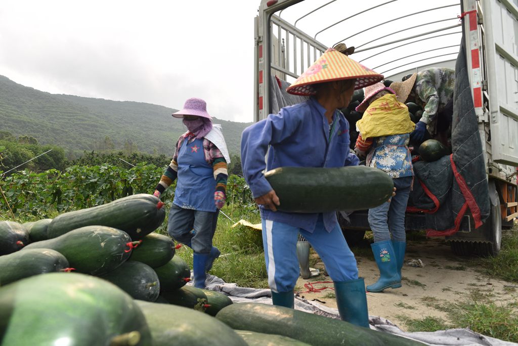 工人將采收的冬瓜搬運上車。林小丹攝