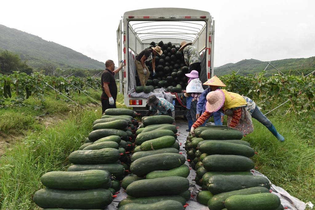 工人將采收的冬瓜搬運上車。林小丹攝