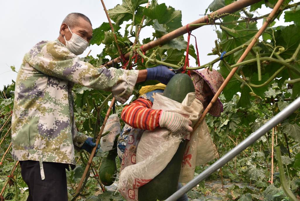 工人們合力采收冬瓜。林小丹攝