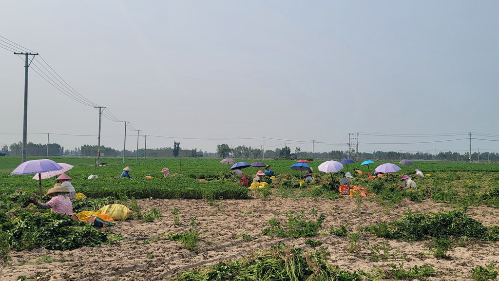 村民正忙著收摘花生。李才智攝