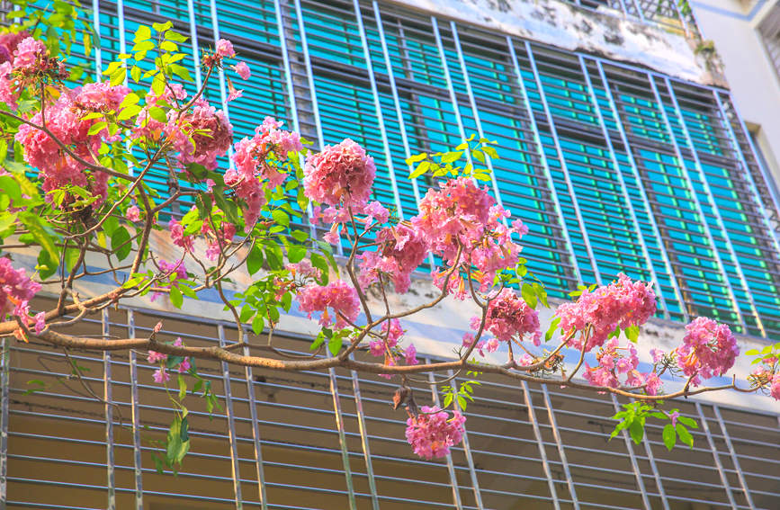 儋州市城區(qū)內(nèi)一簇簇一朵朵的薔薇鐘花悄然綻放。羊文彪攝