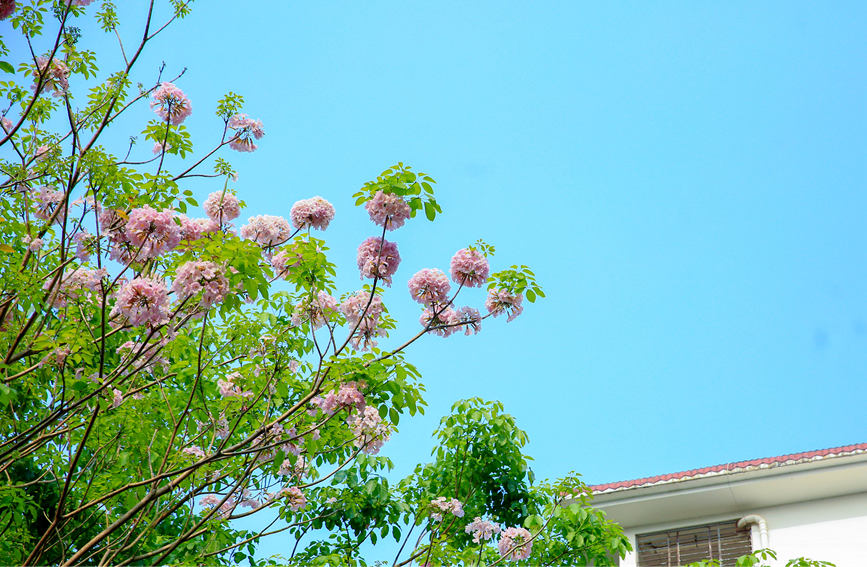 儋州市城區(qū)內(nèi)一簇簇一朵朵的薔薇鐘花悄然綻放。羊文彪攝