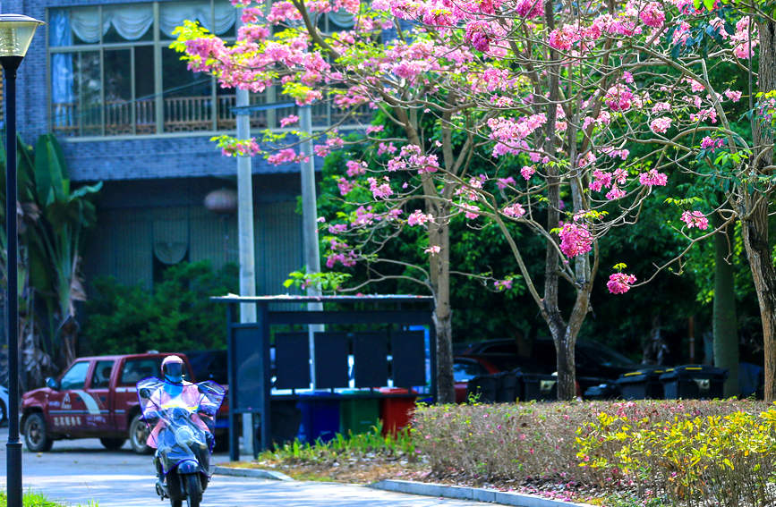居民小區(qū)里的薔薇鐘花。羊文彪攝
