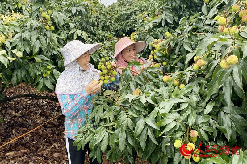 荔枝即將成熟，荔農笑開了花。人民網 樊歡迪攝