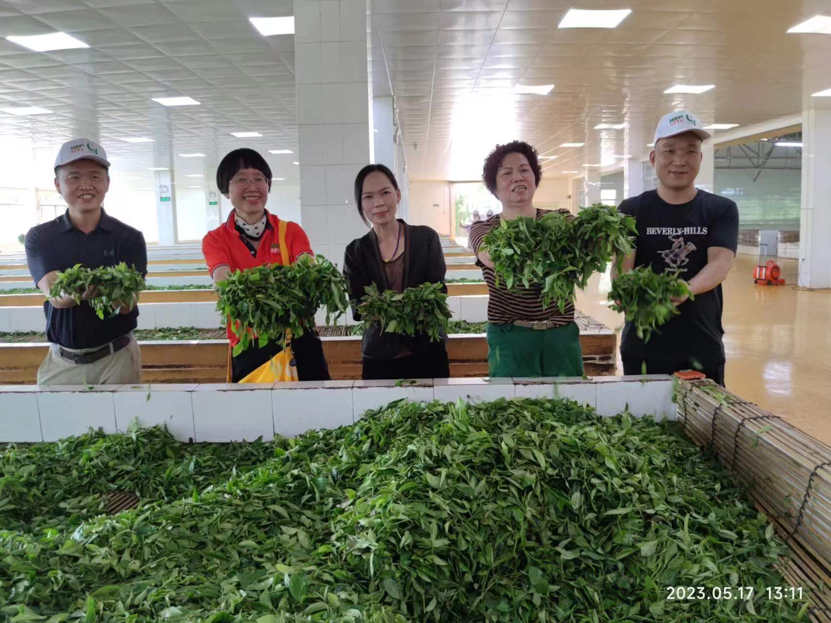 經銷商走進白沙綠茶生產車間。海墾熱作集團供圖