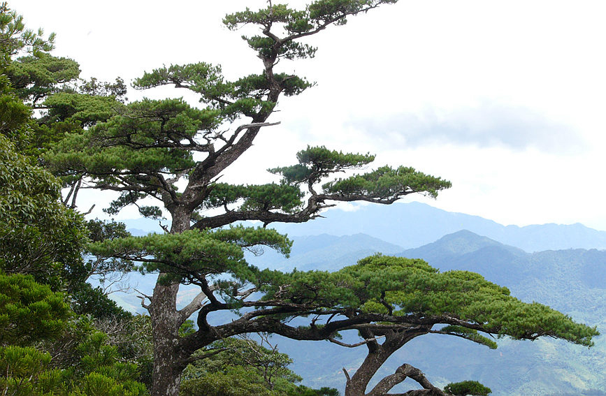 五指山白面嶺。張劍鋒攝