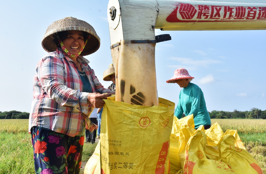 水稻豐收，村民滿臉喜悅。馮靜雯攝