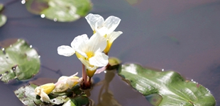 海口龍華：瀕危水菜花盛開 花影綽約春色來