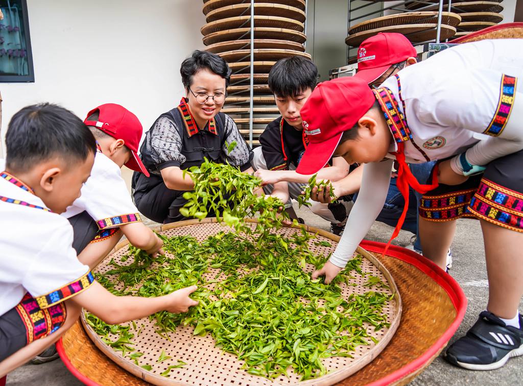 感受制茶樂趣。付金城攝