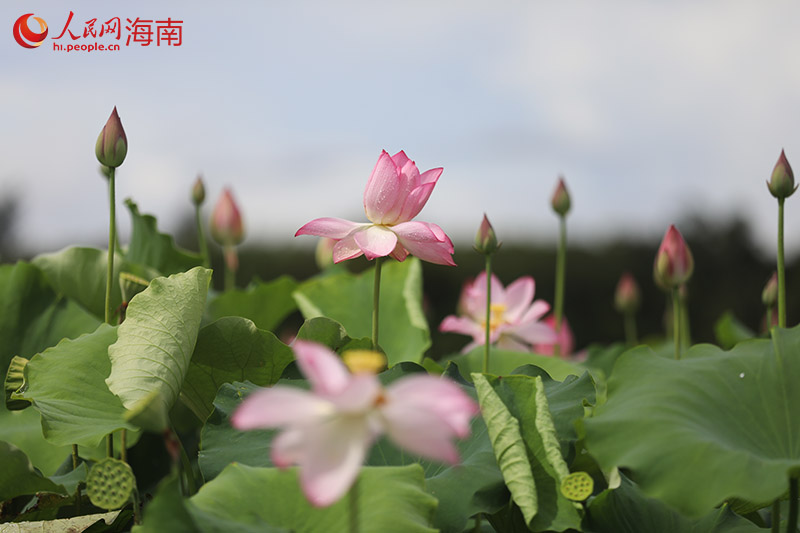 盛開的荷花。人民網記者 孟凡盛攝