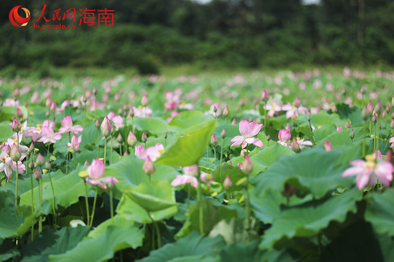 大片的荷花已經盛開。人民網記者 孟凡盛攝