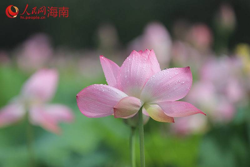 盛開的荷花。人民網記者 孟凡盛攝