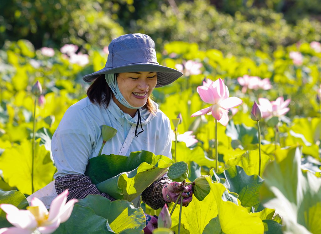 村民在田里忙著采摘蓮蓬。張江英攝