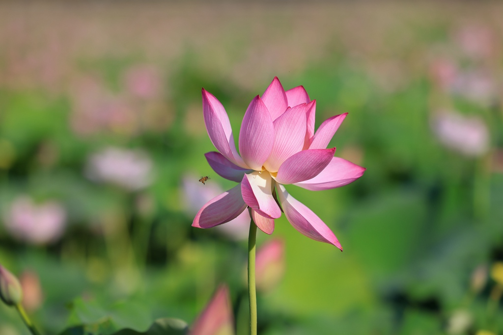 荷花競相開放。張江英攝