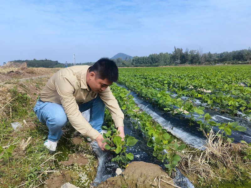 許績英研究生物降解地膜。受訪人供圖