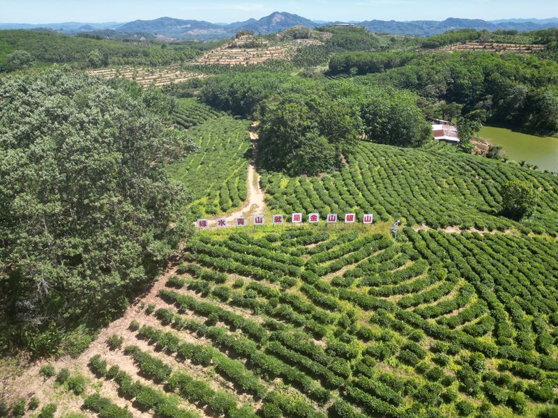 灣嶺茶山。 主辦方供圖