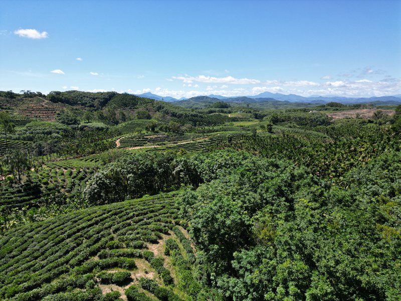 灣嶺茶山。主辦方供圖 
