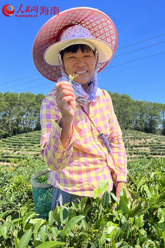 茶農(nóng)鄭大姐展示茶葉。 人民網(wǎng)記者 李學(xué)山攝