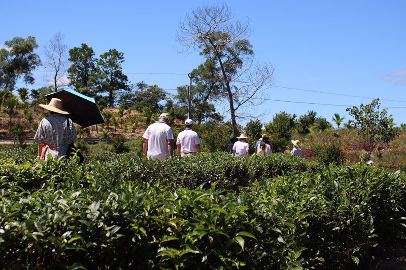 媒體記者走進灣嶺茶山。 主辦方供圖