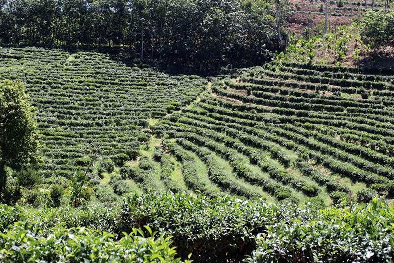 灣嶺茶山。主辦方供圖