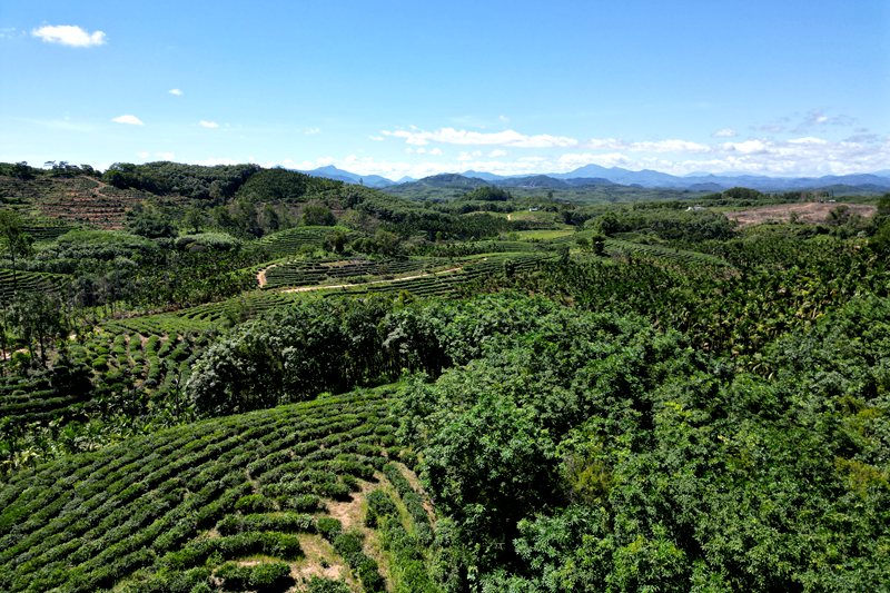 灣嶺茶山。主辦方供圖