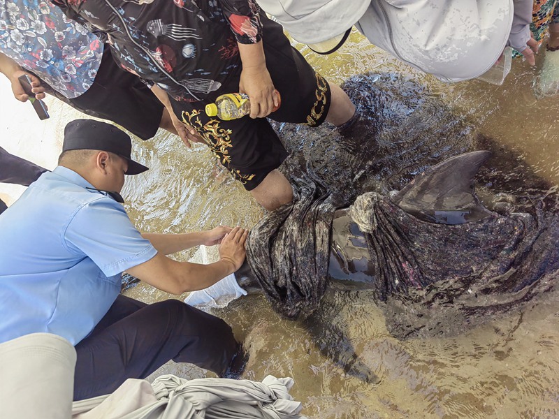 海豚第二次擱淺，民警和熱心群眾救助。警方提供
