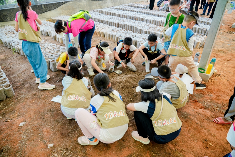 營(yíng)員們?cè)诿缙杂^察可可種子培育過程。興隆熱帶植物園供圖