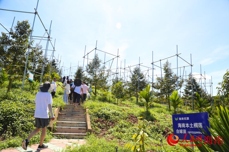 榴蓮種植基地。人民網 牛良玉攝