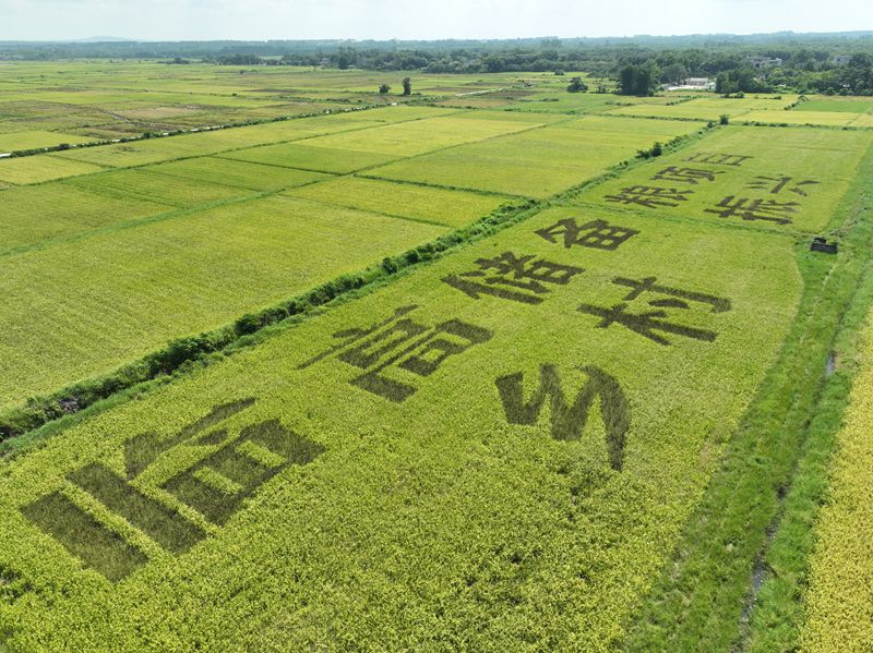 風(fēng)吹稻田，風(fēng)景如畫。臨高縣委宣傳部供圖